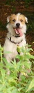 Hund